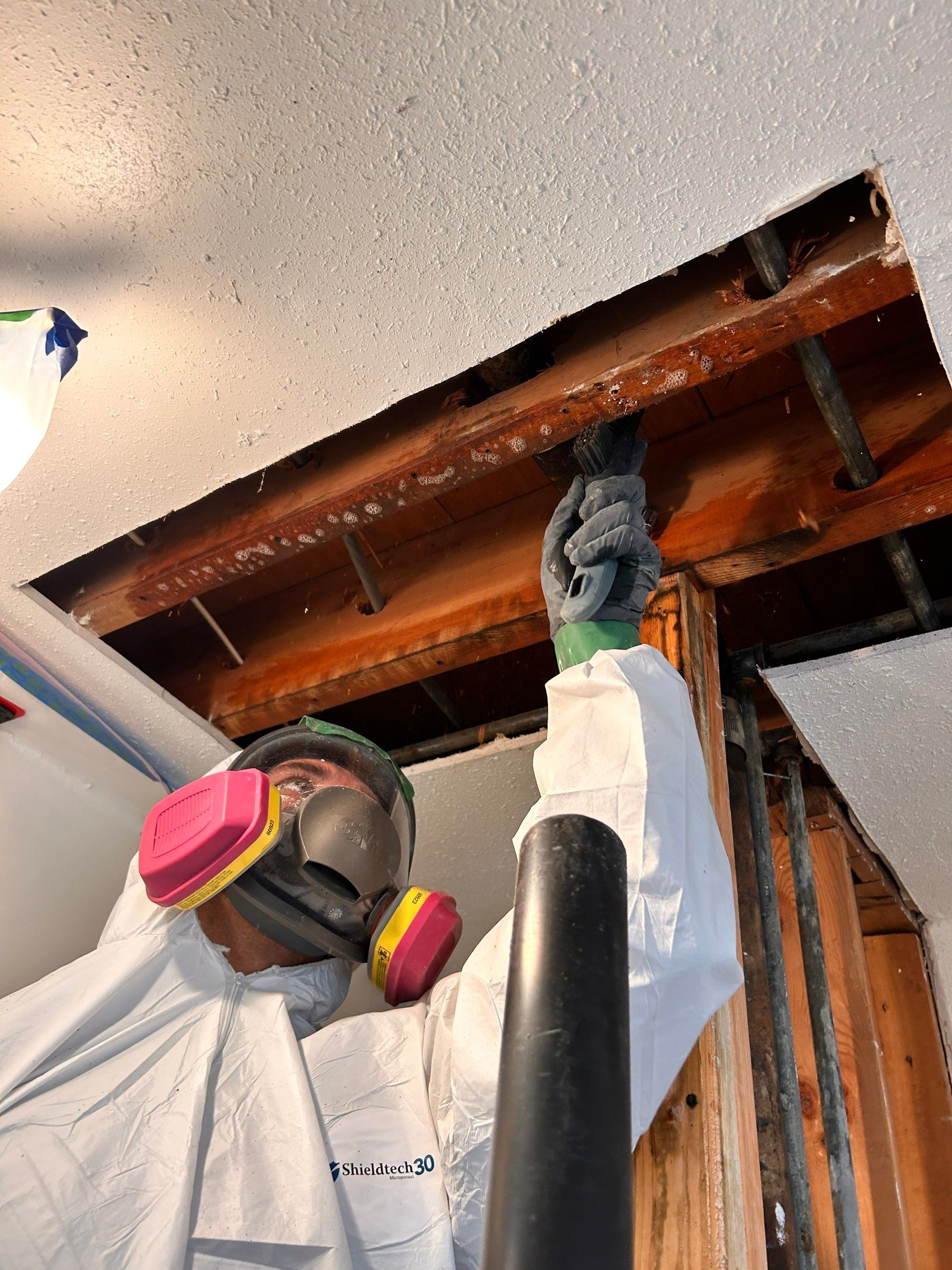 Professional mold remediation specialist inspecting mold growth in St. Peters home